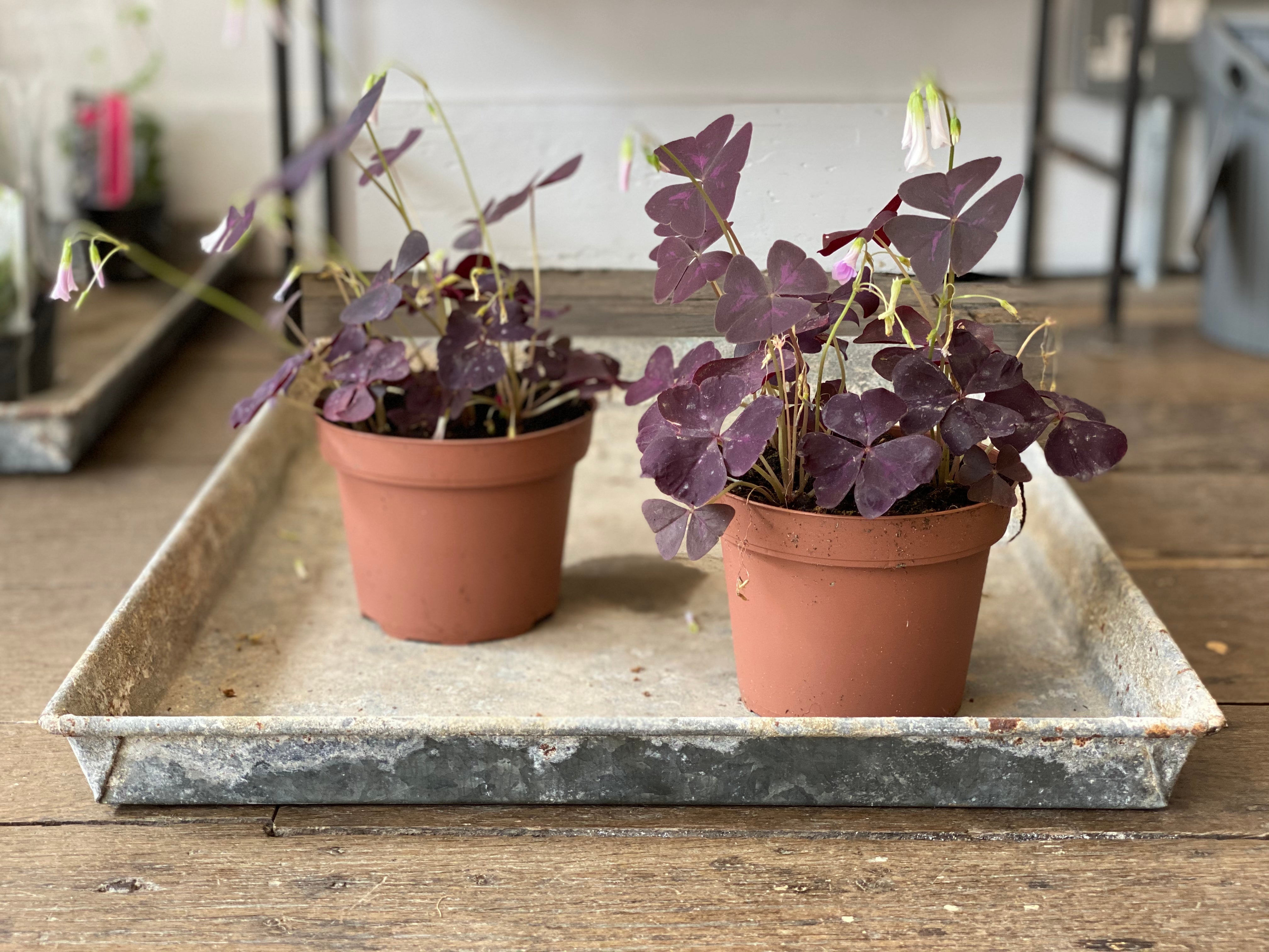 Oxalis Triangularis – Winter's Moon Ltd.