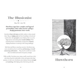 'The Tree Zodiac: 13 Trees for 13 Moons' Book
