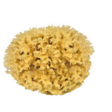 Natural Sea Sponge