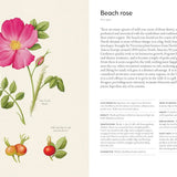 'The Coastal Forager' Book - Winter's Moon 