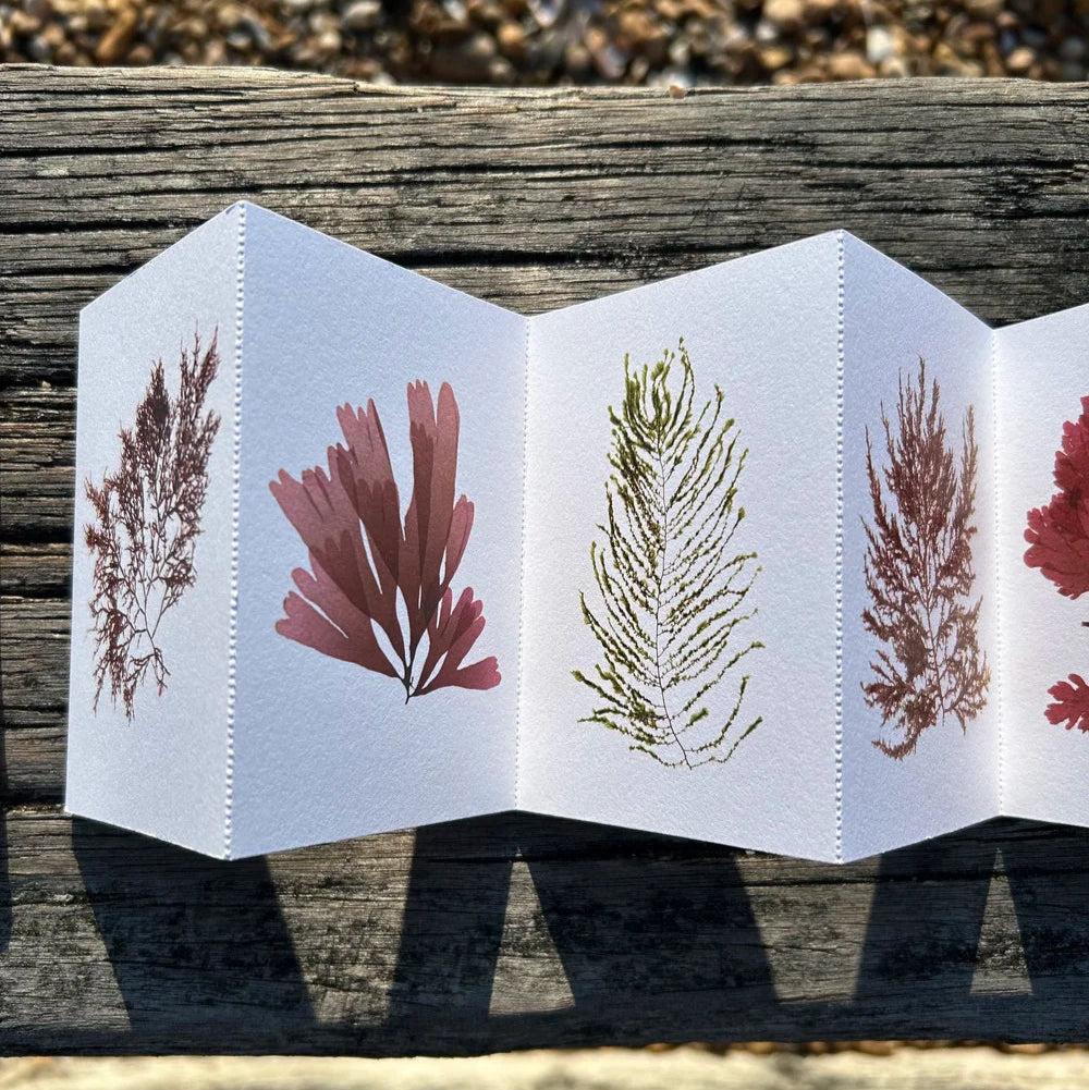 A set of concertina postcards with seaweed illustrations